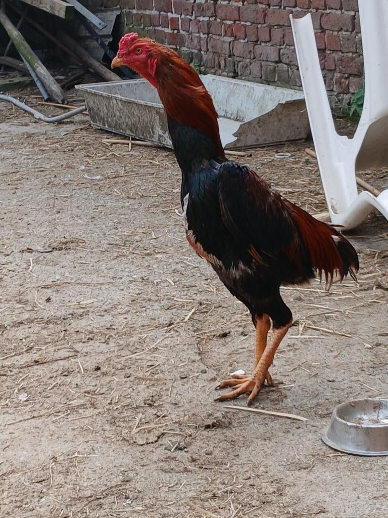 Jap/hint super haan, Dieren en Toebehoren, Pluimvee