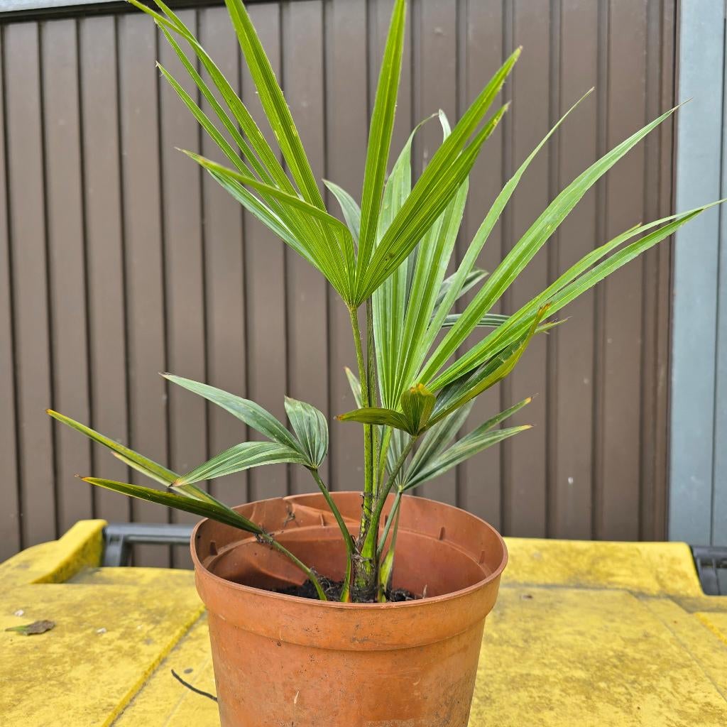 ++ PALMBOMEN 6 stuks voor 10euro WINTERHARD++, Tuin en Terras, Ophalen, Vaste plant, Overige soorten