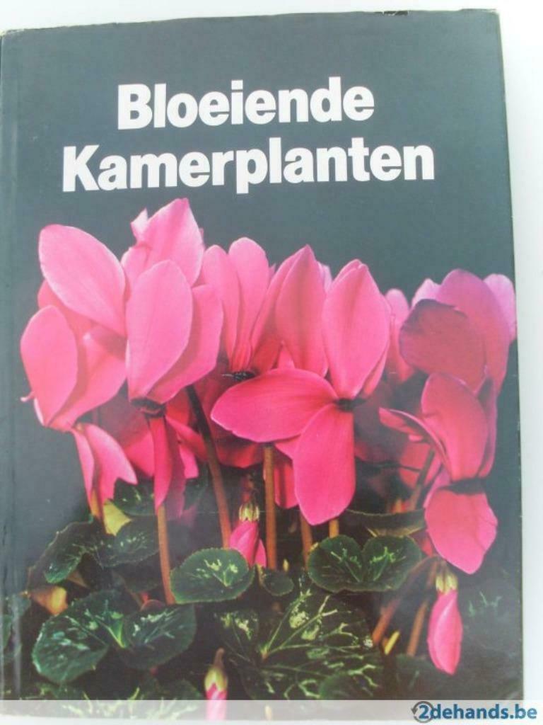 Bloeiende kamerplanten/ Groenblijvende kamerplanten, Enlèvement ou Envoi, Comme neuf, Fleurs, Plantes et Arbres