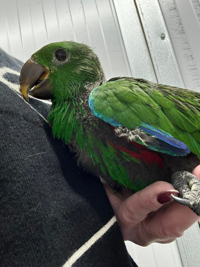 Bébé perroquet rouge  Baby Eclectus, Perroquet, Parleur