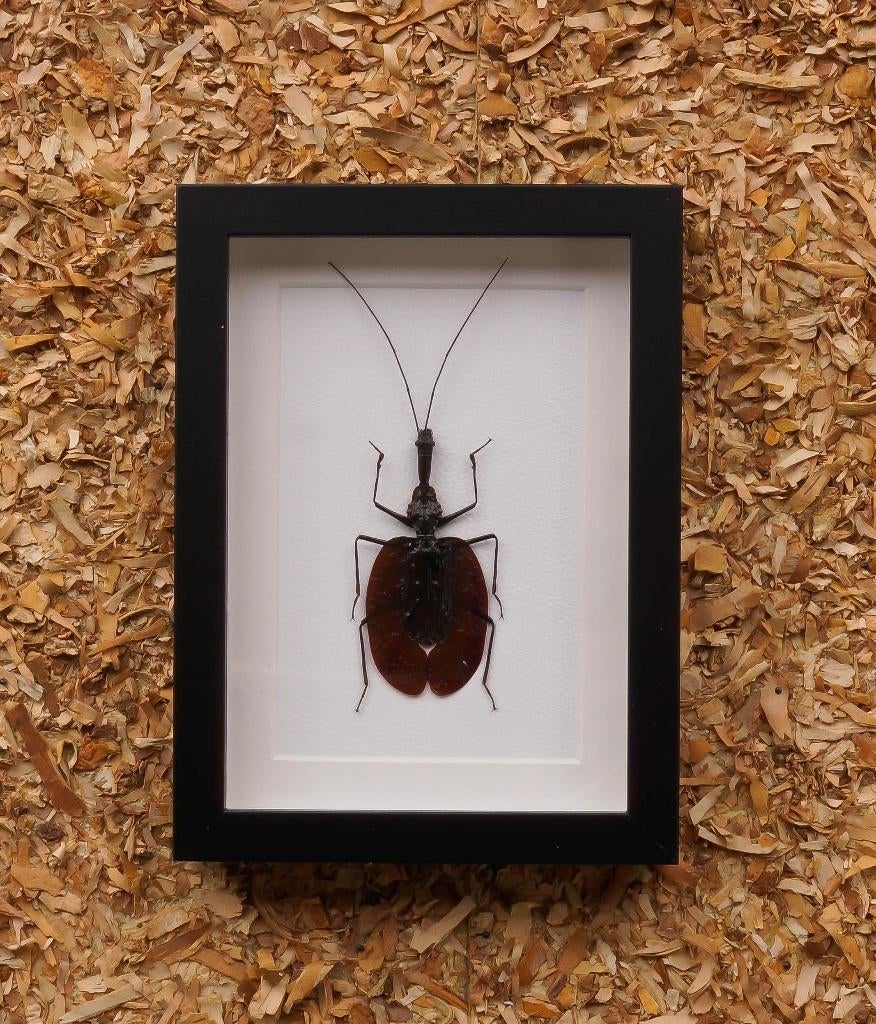 vioolkever in kader, Verzamelen, Ophalen of Verzenden, Nieuw, Insect, Opgezet dier