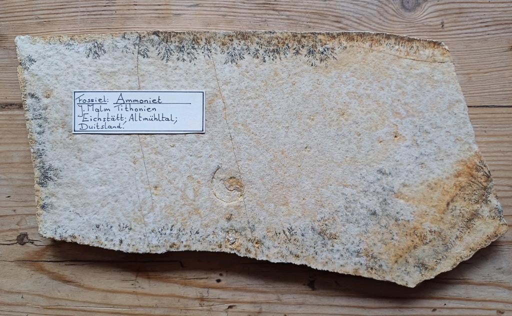 Joli disque dendrite avec ammonite, Enlèvement ou Envoi, Fossile