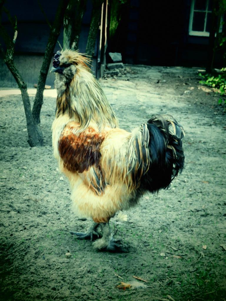 Zijdehoenhaan, Dieren en Toebehoren, Pluimvee, Mannelijk, Kip