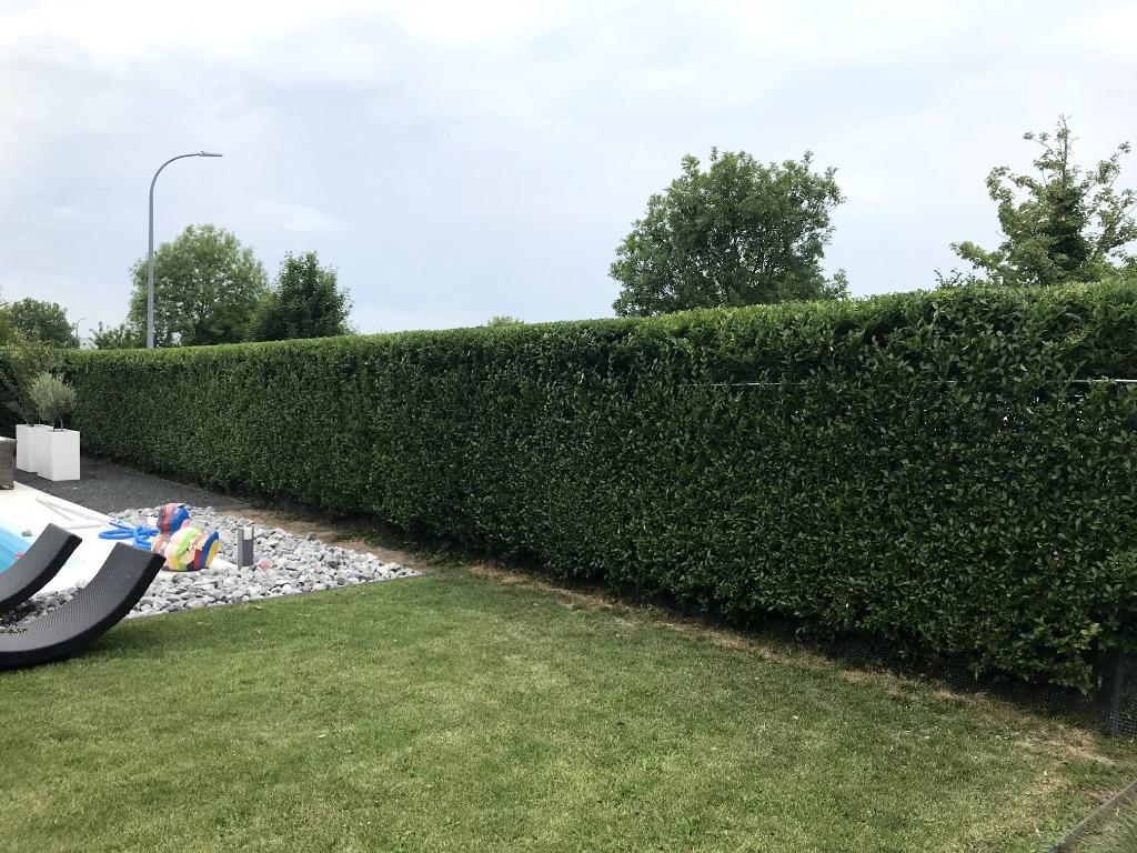 Tuinonderhoud, Diensten en Vakmensen, Tuinmannen en Stratenmakers, Garantie, Tuinonderhoud of Snoeiwerk