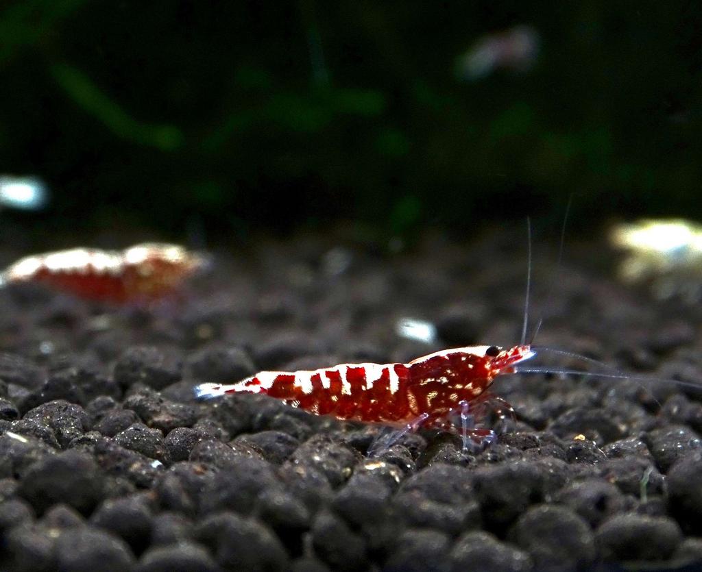 Red galaxy boa's
