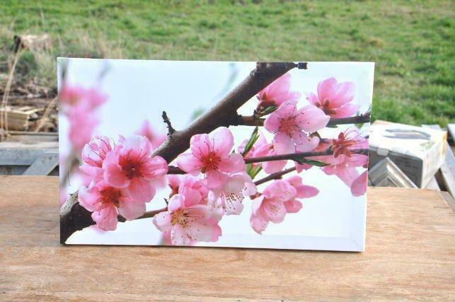 photo sur toile cerisier du japon 1, Enlèvement ou Envoi, Utilisé