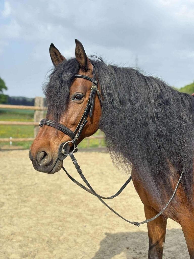 Demi-pension, Animaux & Accessoires, 1 cheval ou poney