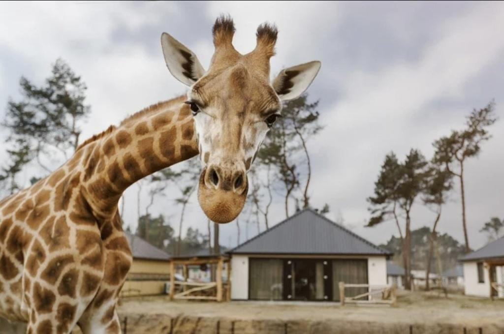 Tickets safaripark beekse bergen, Drie personen of meer, Ticket of Toegangskaart
