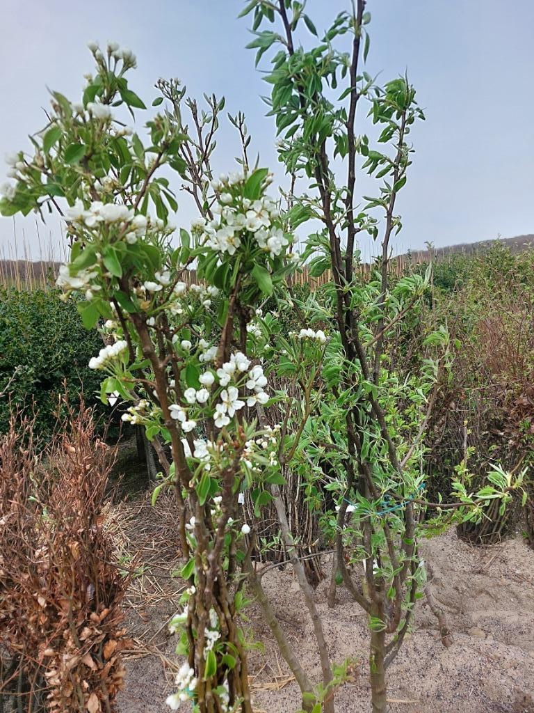 Fruitbomen (appel/peer/pruim/kers, notelaar), Tuin en Terras, Planten | Fruitbomen, Overige soorten, 100 tot 250 cm, Volle zon