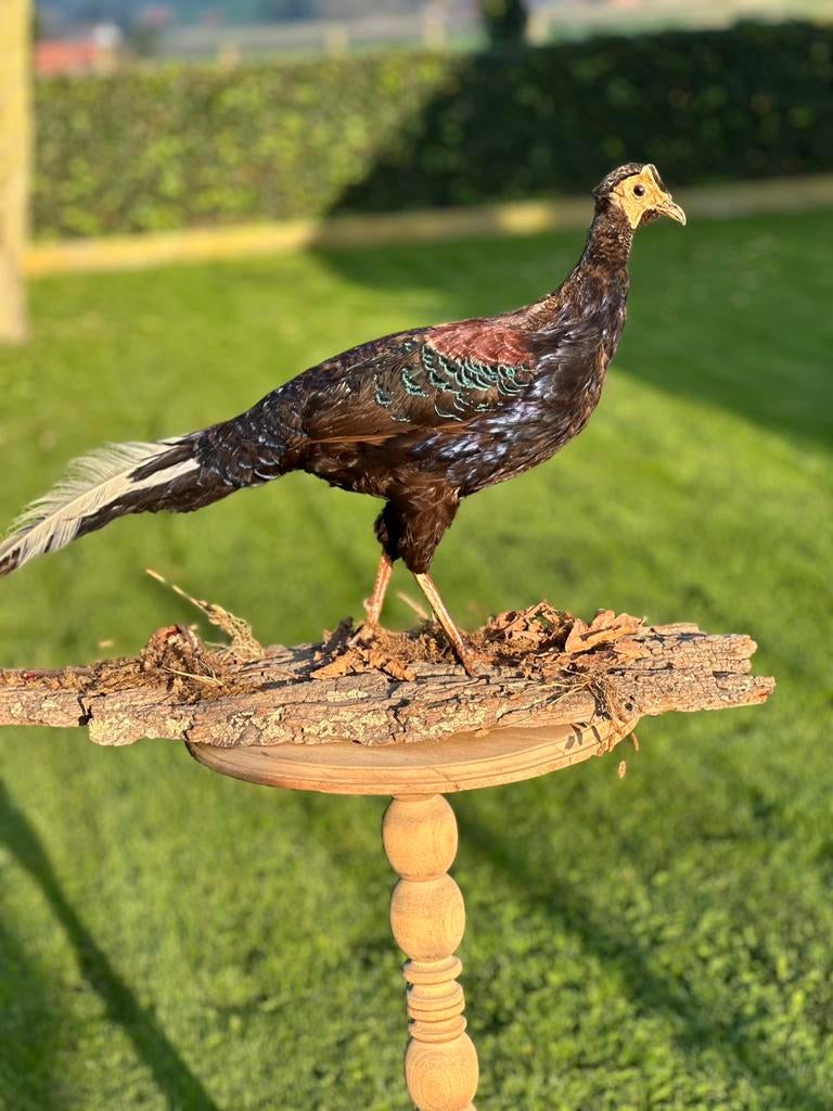 Taxidermie soort fazant, Ophalen