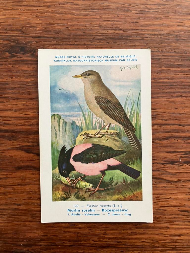 Vogels der Belgische Fauna Nr. 129 rozespreeuw, Ophalen of Verzenden, 1940 tot 1960, Ongelopen, Vogel
