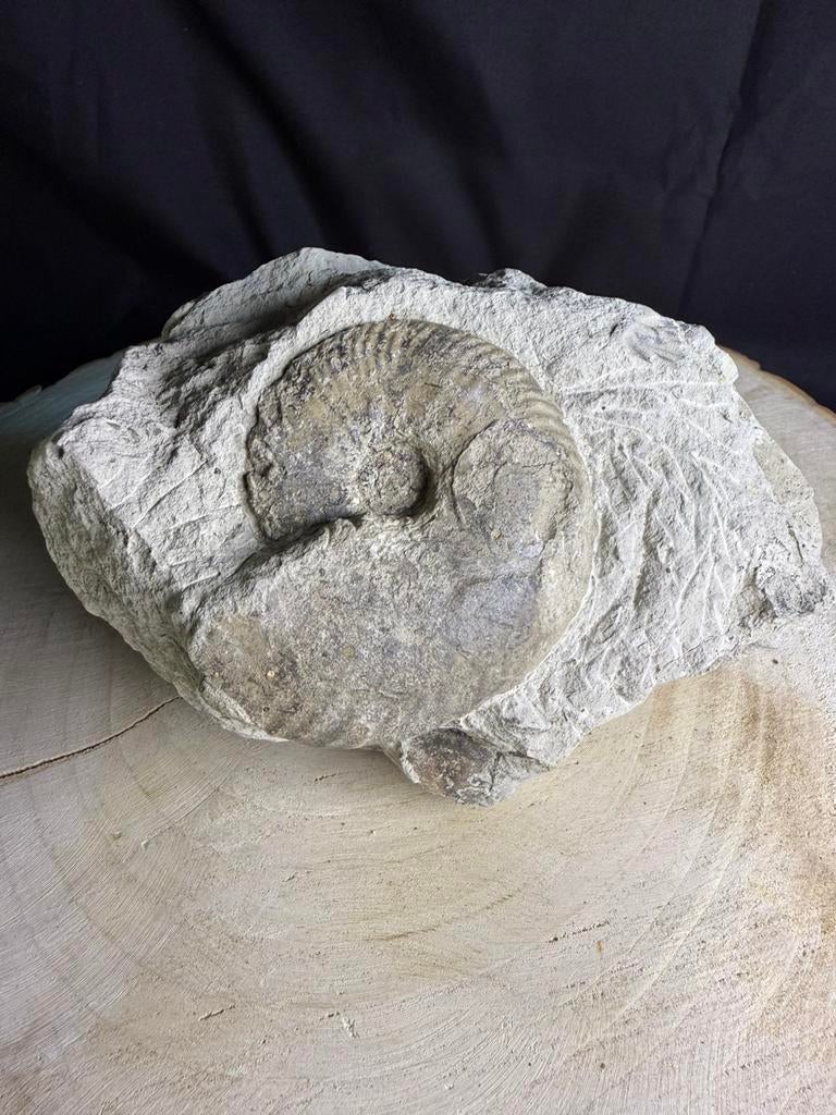 Ammonite originale dans la roche, Collections, Minéraux & Fossiles, Fossile, Enlèvement ou Envoi