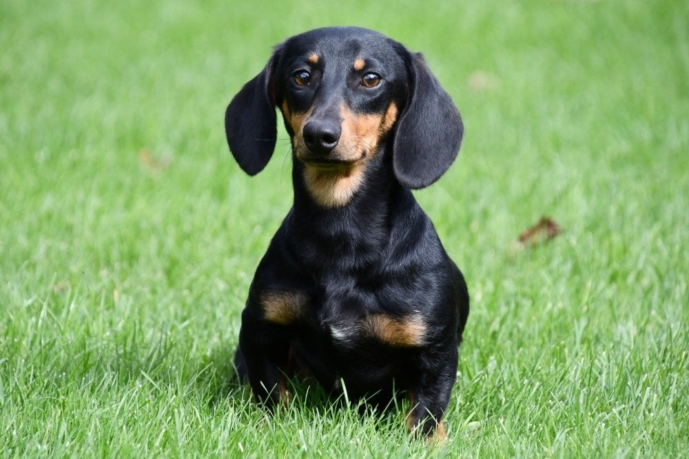 Teckel nain à vendre (mâle), 15 semaines à 1 an, Poils courts, Chien (mâle), Éleveur | Professionnel