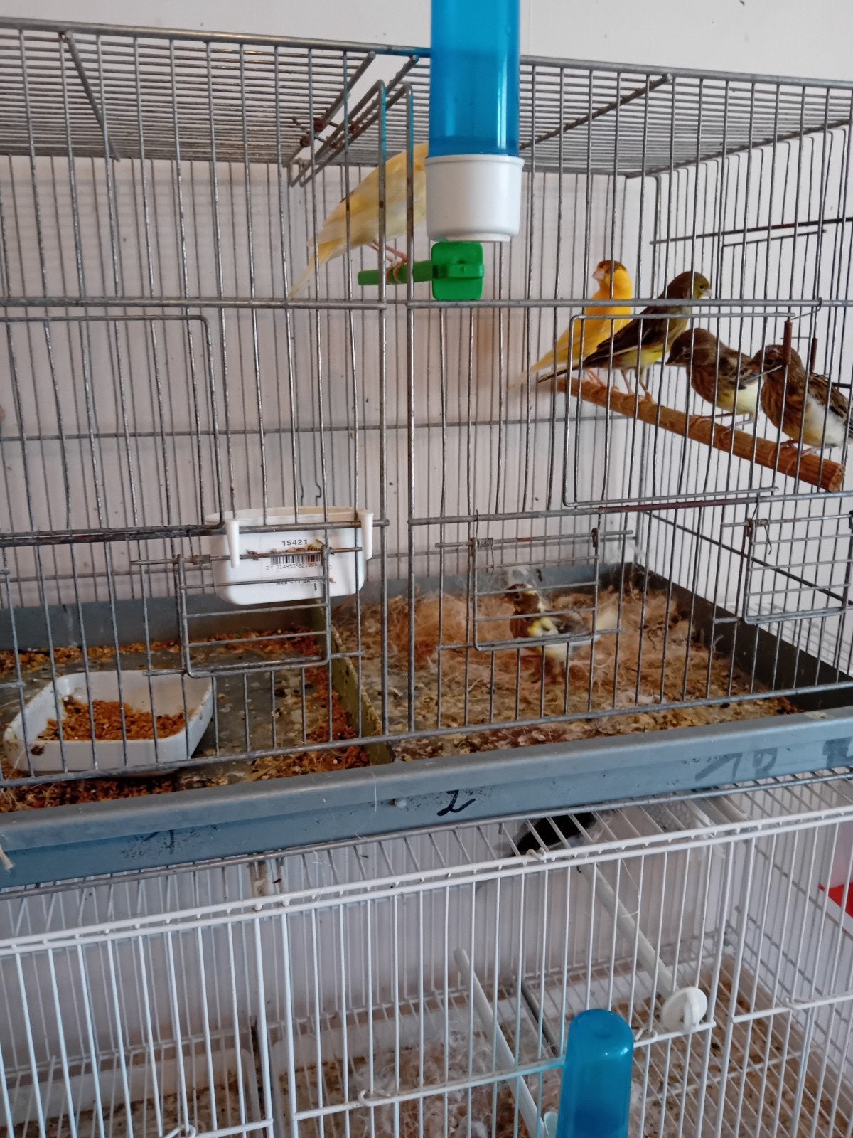 koppel kanaries met 4 jongen met ijzeren kooi, Dieren en Toebehoren
