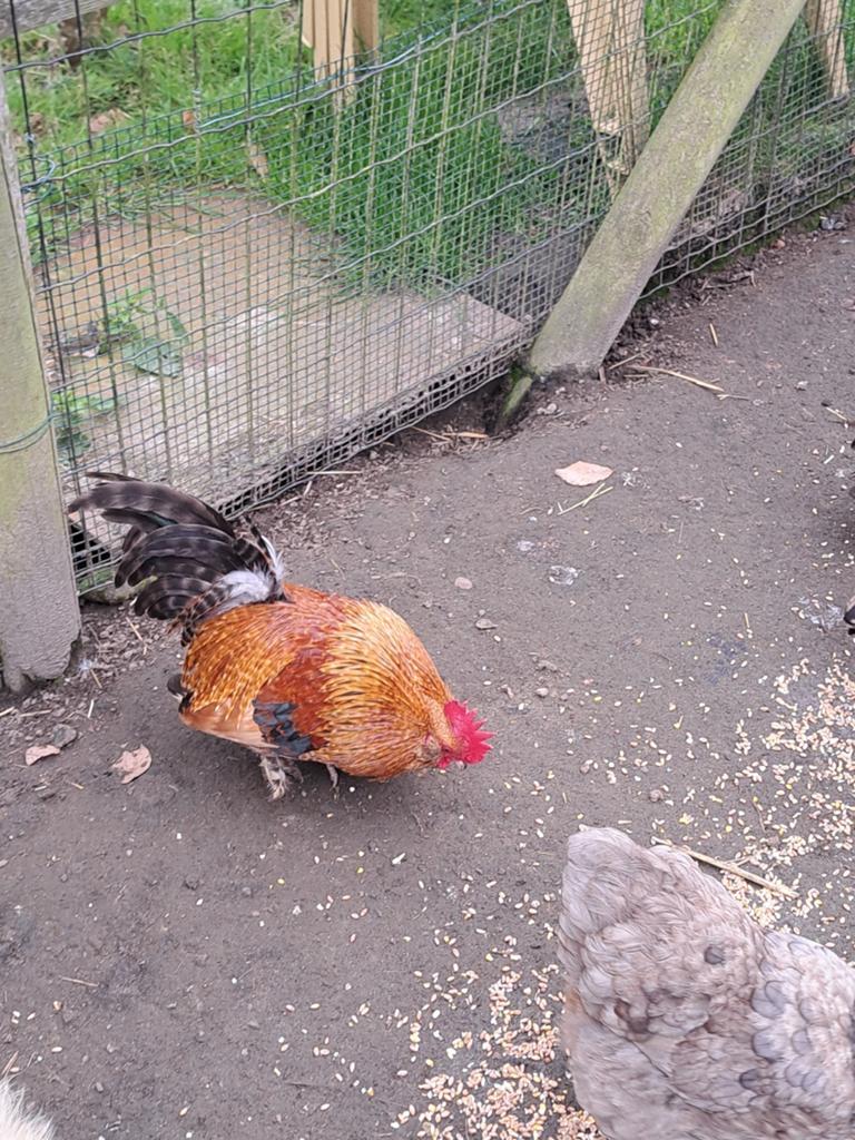 Kriel haantje gratis af te halen., Mâle, Poule ou poulet