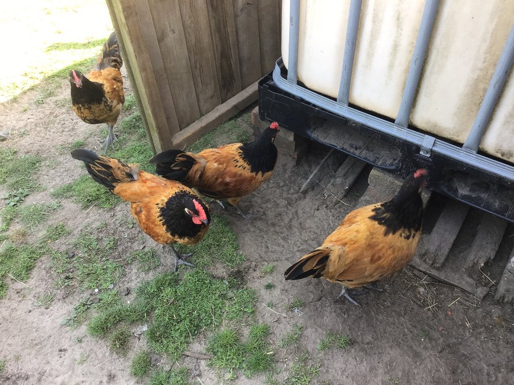 Jonge Vorwerk hanen, Mâle, Poule ou poulet