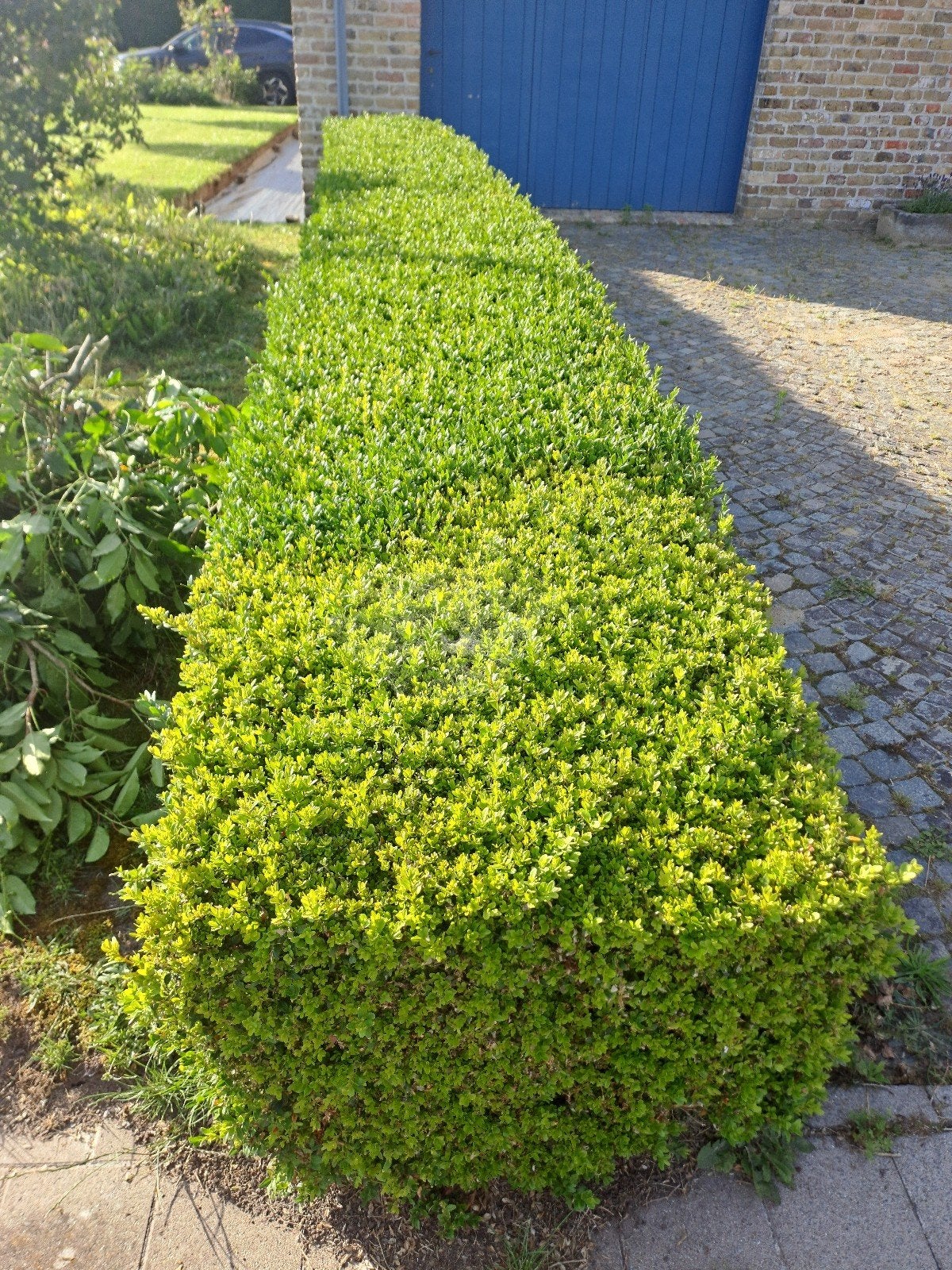 Haie de buis, Jardin & Terrasse, Enlèvement, Buis, Haie