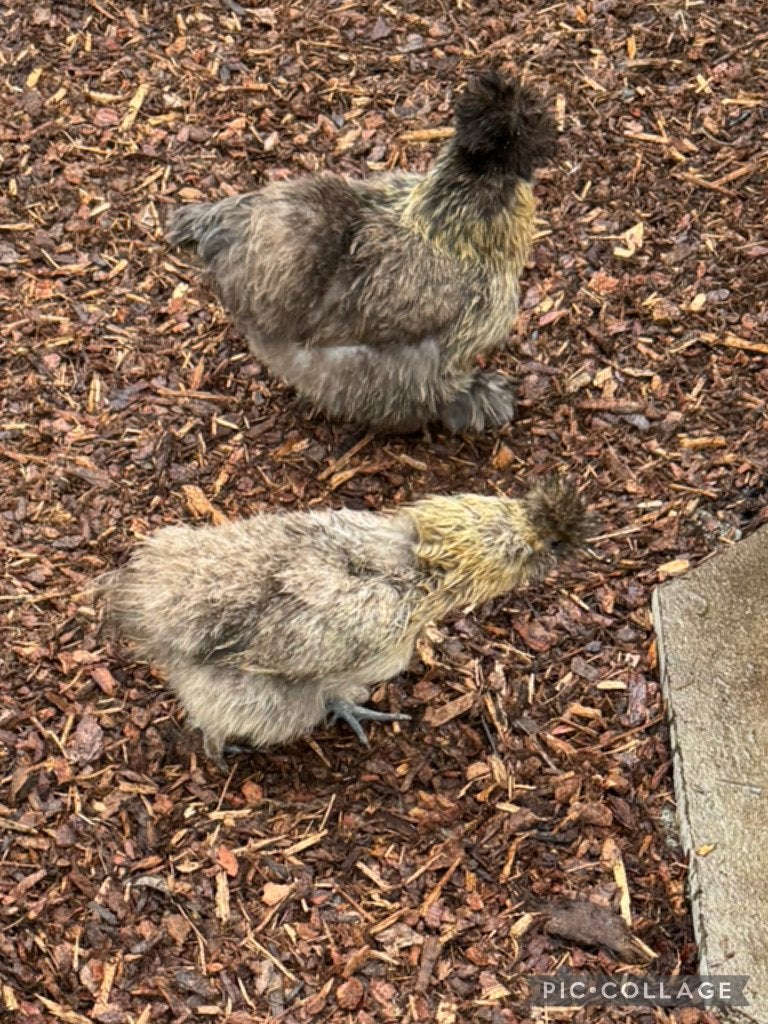 2 jonge zijdehoendertjes, Dieren en Toebehoren, Ophalen