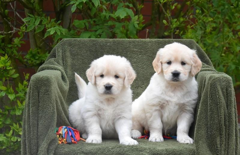 Golden Retriever pups, België, 8 tot 15 weken, Meerdere, Meerdere dieren
