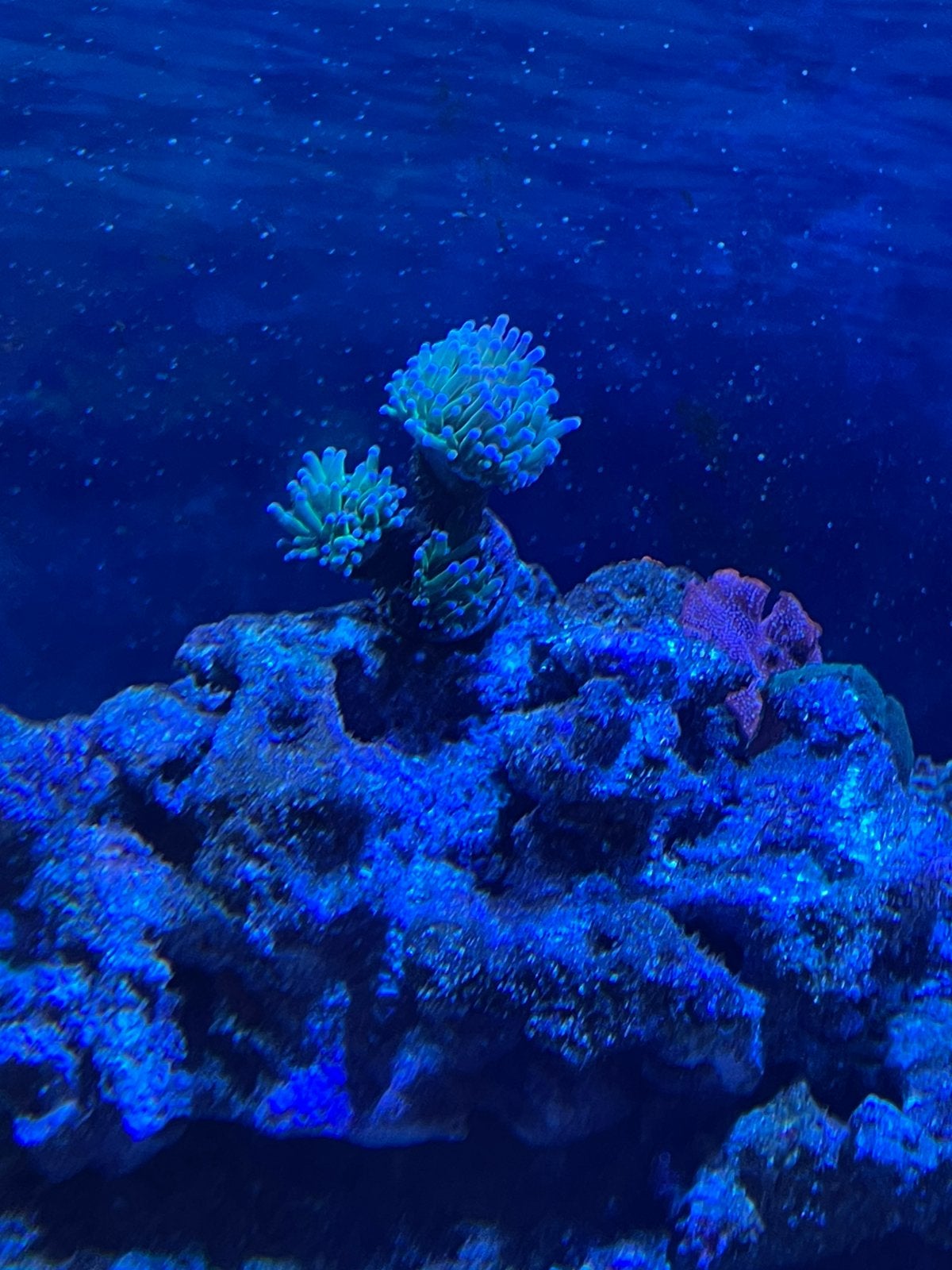 Euphyllia glabrescens, Animaux & Accessoires, Enlèvement