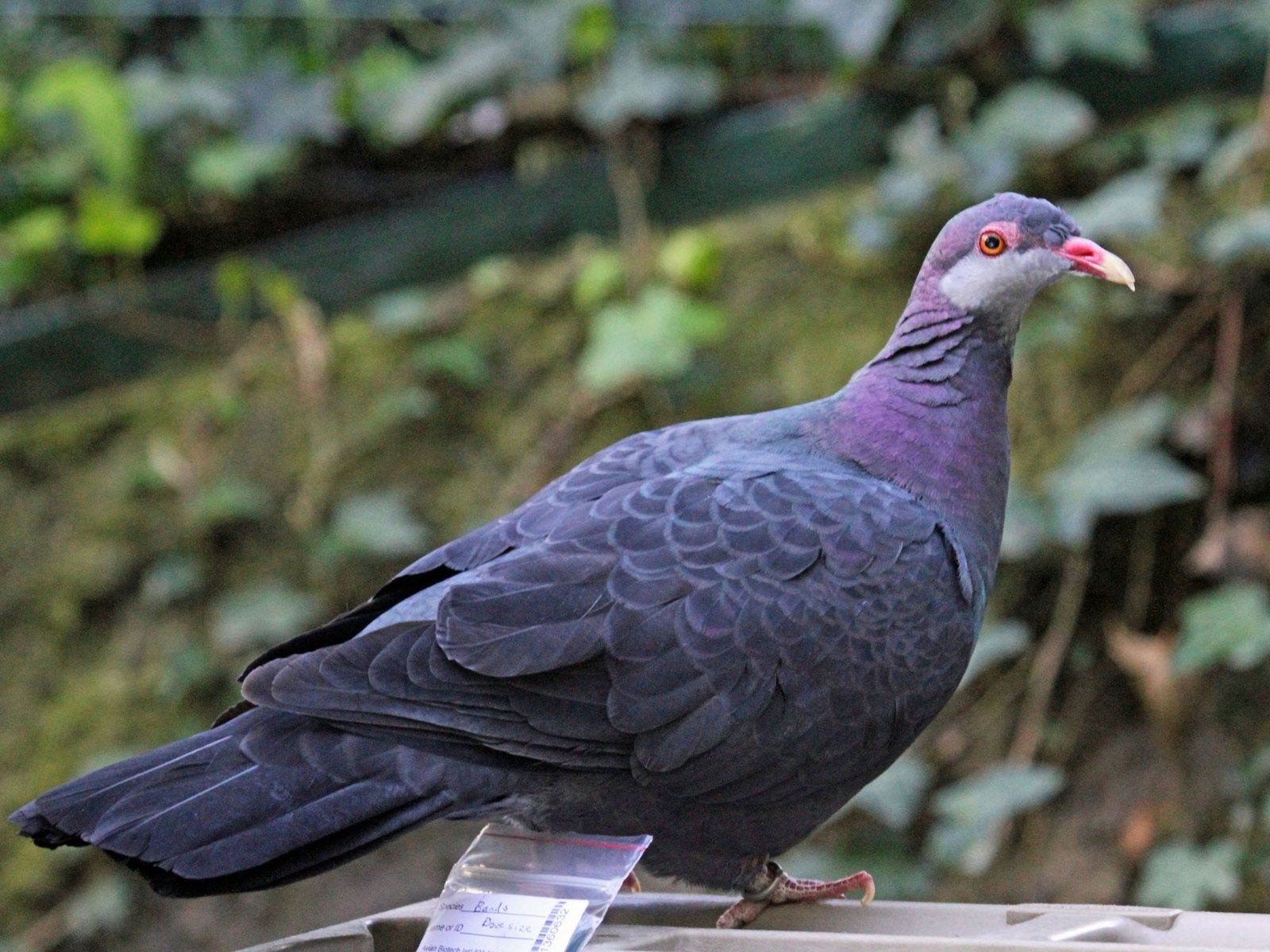 metallica-duif, Dieren en Toebehoren, Vogels | Overige Vogels