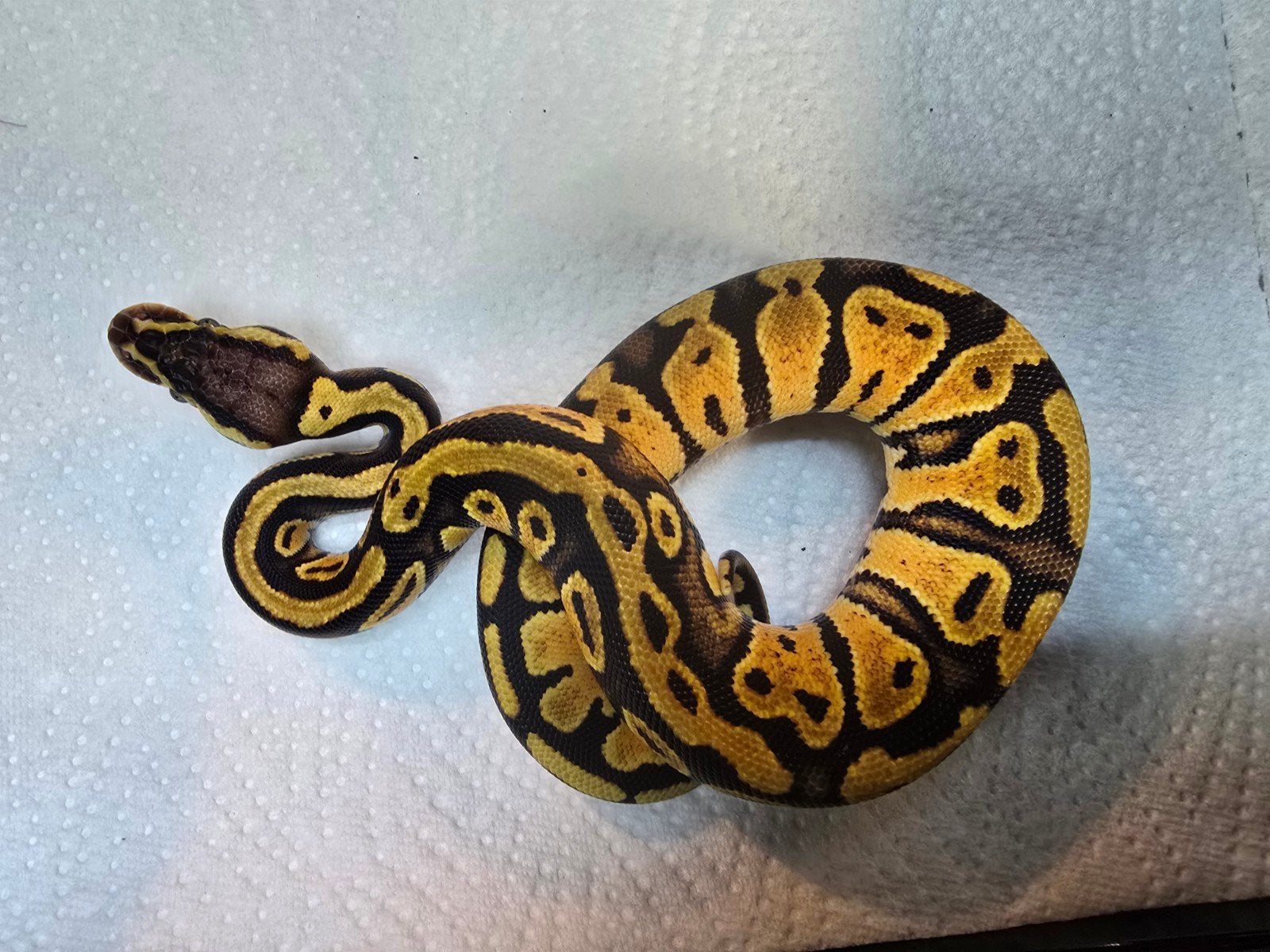 Koningspython (Python regius) – Nederlandse nakweek 2026

O Ball Python photo 6