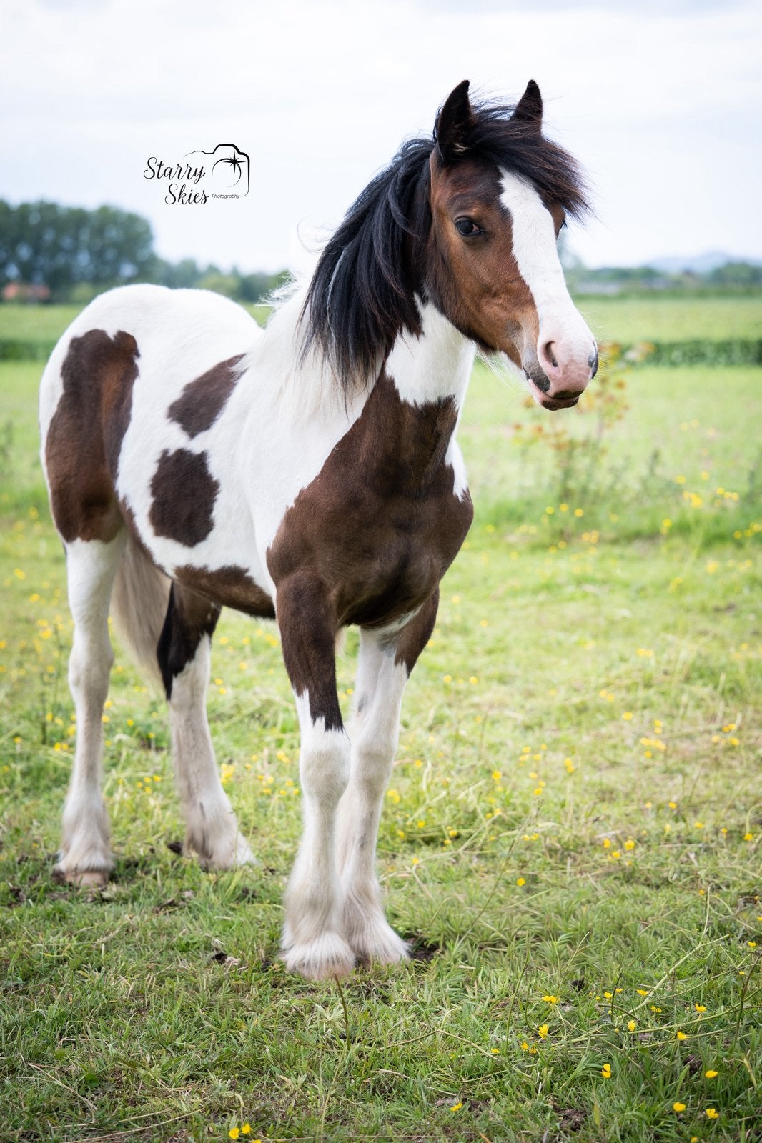 Prachtige tinker jaarling zoekt 5* thuis, Dieren en Toebehoren, Pony's, Merrie, Onbeleerd, E pony (1.48m - 1.57m), Recreatiepony