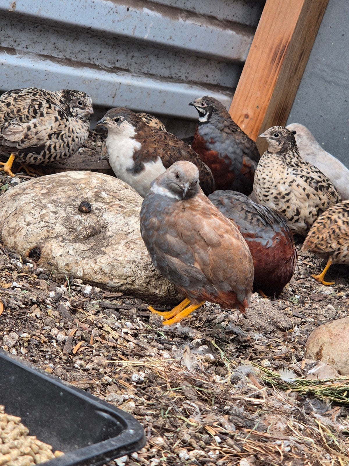 Chinese kwartels te koop!, Meerdere dieren, Overige soorten