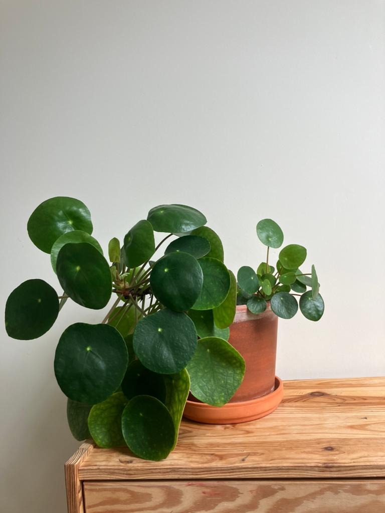 Pannenkoekenplant, Huis en Inrichting, Kamerplanten, Overige soorten, Minder dan 100 cm, Groene kamerplant, Halfschaduw, In pot
