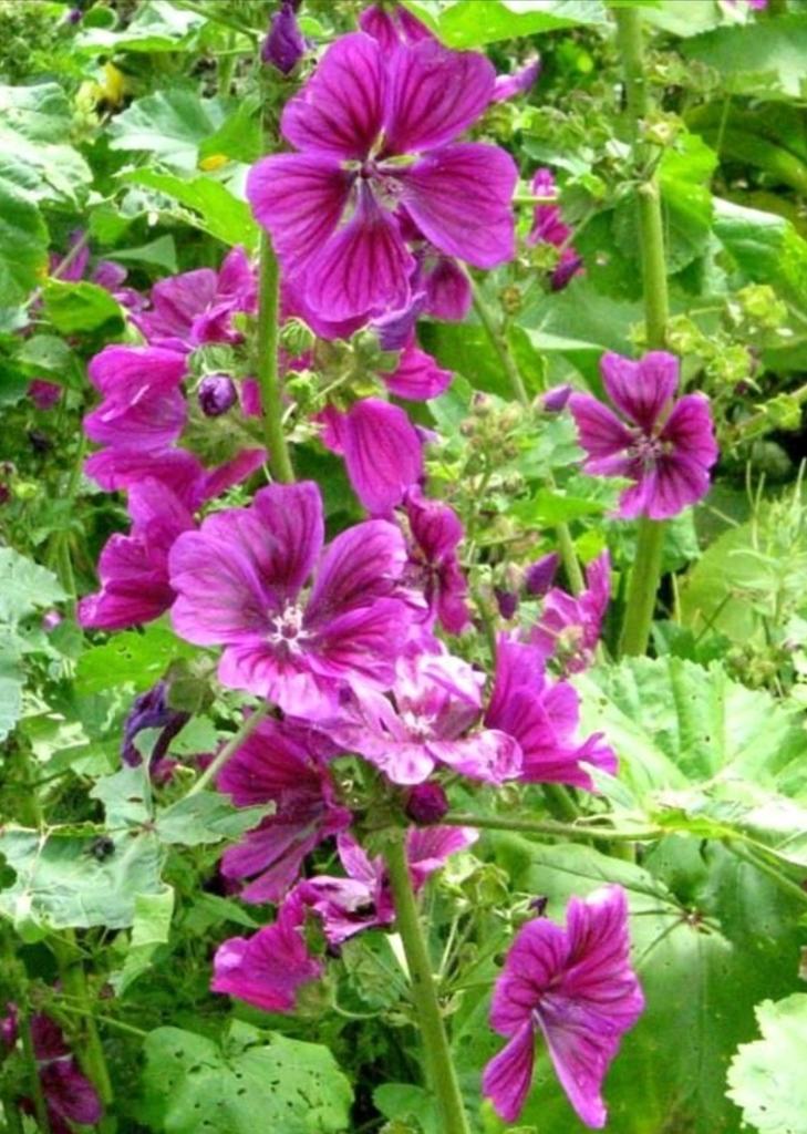 Malva Sylvestris rustique ou grande mauve, Enlèvement, Été, Plante fixe, Plein soleil
