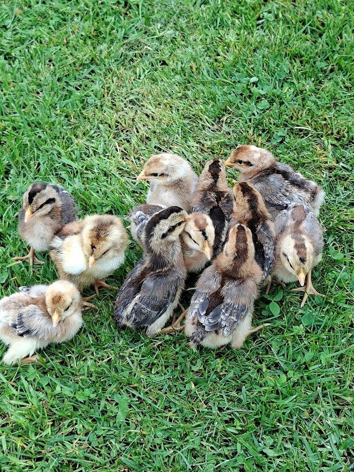 cream legbar kuikens, Dieren en Toebehoren, Pluimvee, Geslacht onbekend, Kip