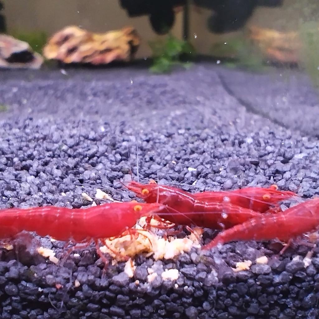 Bloody Mary orange eye neocaridina, Dieren en Toebehoren, Kreeft, Krab of Garnaal, Zoetwatervis