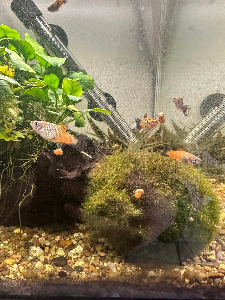 Platy vrouwtjes te geef, Dieren en Toebehoren, Vissen | Aquariumvissen, Vis, Zoetwatervis, Schoolvis