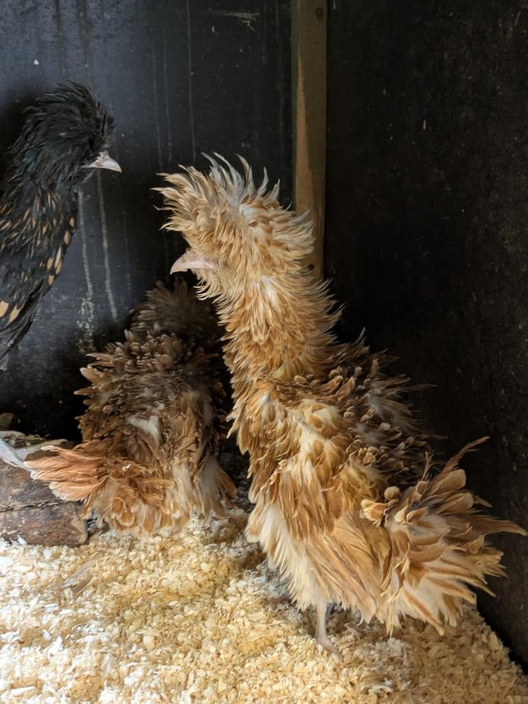 Padua, Dieren en Toebehoren, Pluimvee