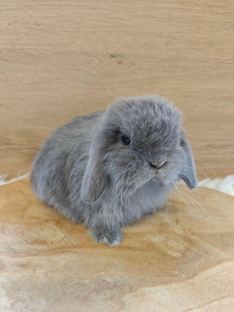 Knap Lilac minilop rammetje, Mannelijk, Dwerg, Hangoor, 0 tot 2 jaar