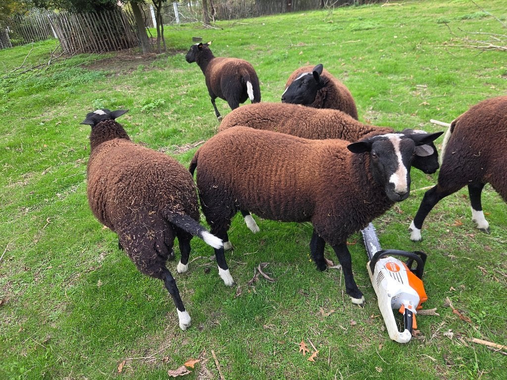 Zwartbles ram, Dieren en Toebehoren, Mannelijk, Schaap, 0 tot 2 jaar