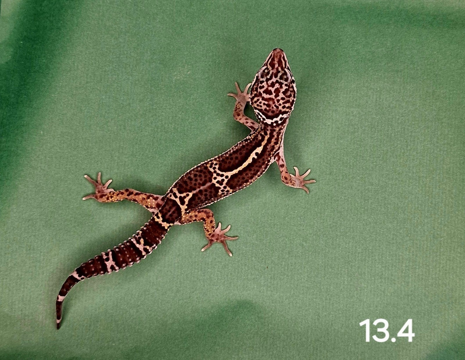 0.0.1 luipaard gecko, Dieren en Toebehoren, Reptielen en Amfibieën
