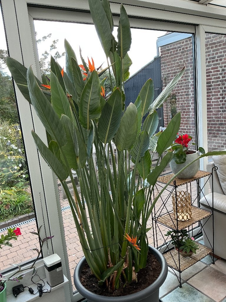 Paradijsvogelplant (strelitzia), Ophalen, 200 cm of meer, Overige soorten, In pot
