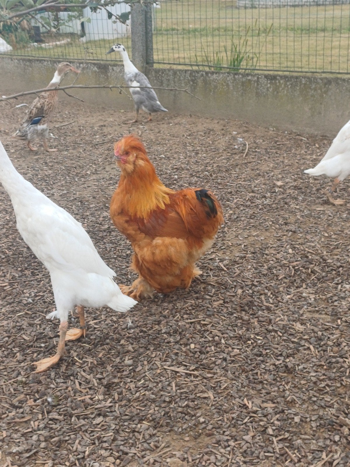 Haan gratis, Dieren en Toebehoren, Pluimvee, Mannelijk, Kip