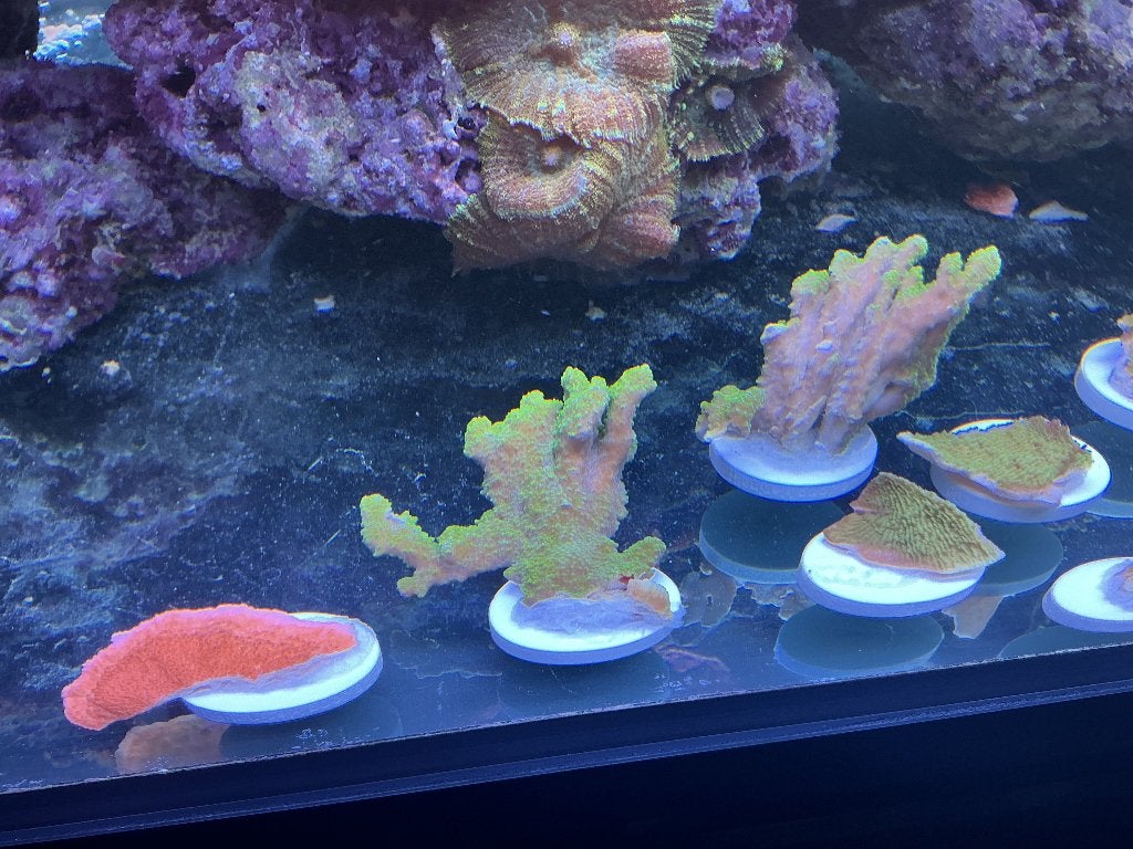 Montipora, Dieren en Toebehoren, Ophalen