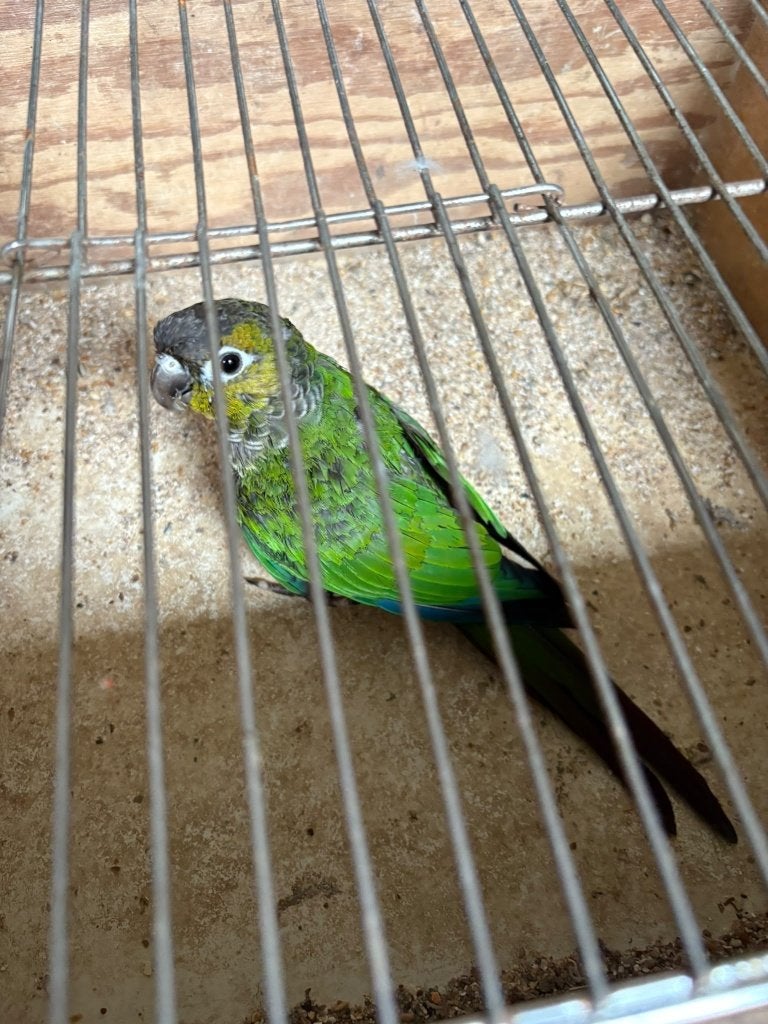 Pyrrhura molinae, Sexe inconnu, Perruche, Bagué