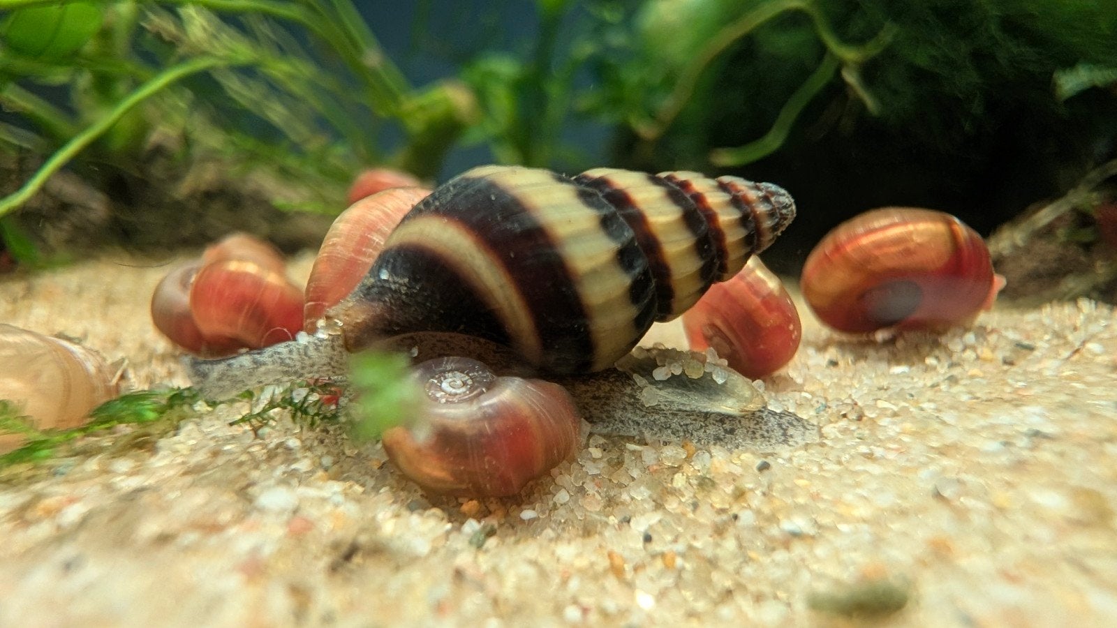 Helena slakken / slak etende slakken/ assassin snails, Dieren en Toebehoren, Slak of Weekdier, Zoetwatervis