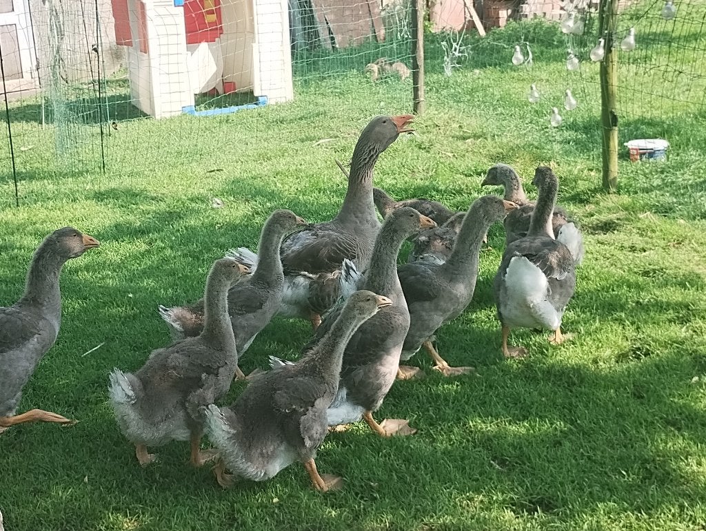 Jonge dewlap toulouse ganzen, Dieren en Toebehoren, Pluimvee, Meerdere dieren, Gans of Zwaan