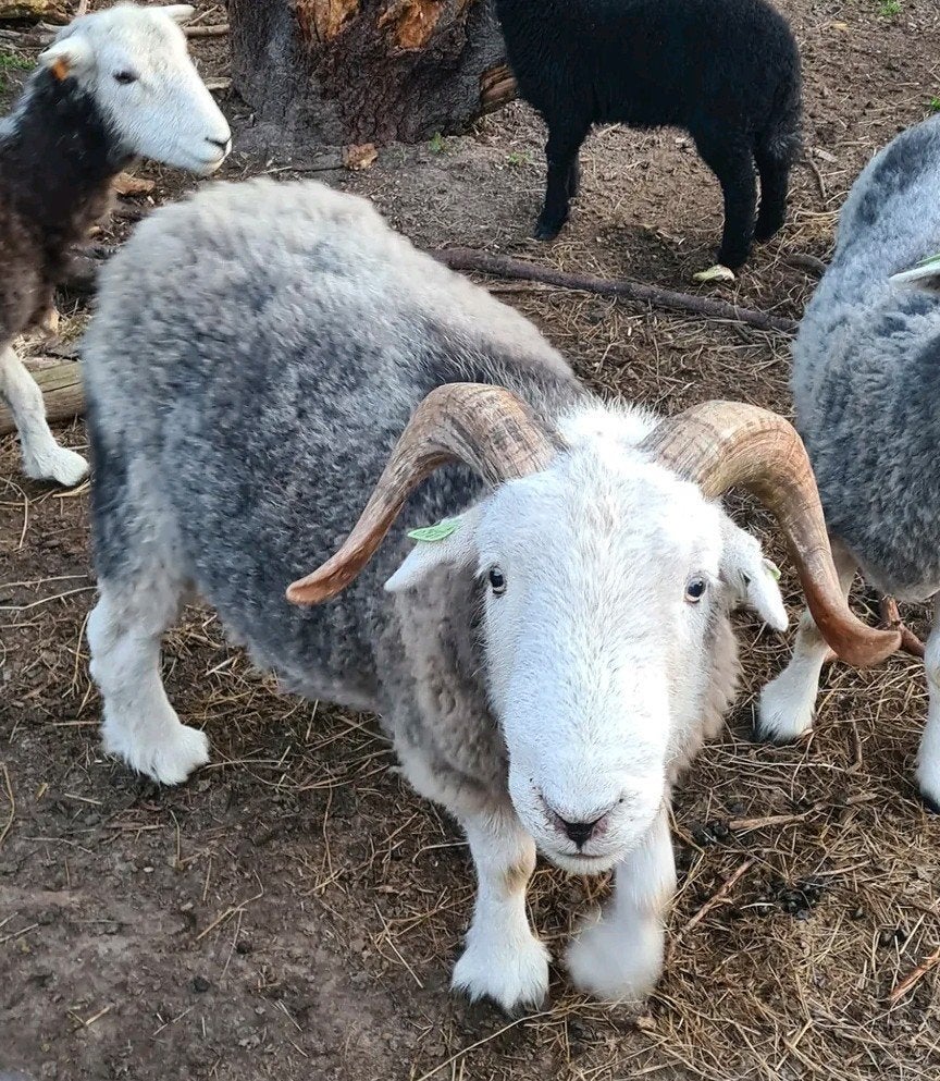 Herdwick ram, Dieren en Toebehoren, Mannelijk, Schaap, 0 tot 2 jaar