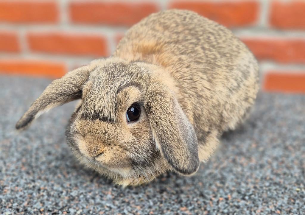 MINILOP x NHD VOEDSTER, Dieren en Toebehoren, Vrouwelijk, Dwerg, Hangoor, 0 tot 2 jaar