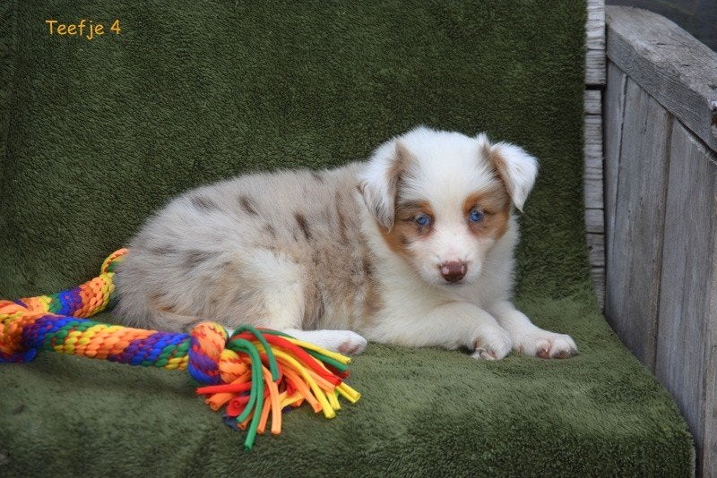 Prachtige Border Collie pups, Parvo, België, 8 tot 15 weken, Collie