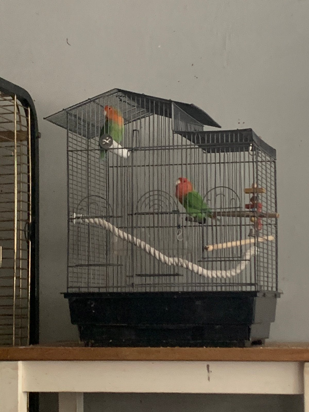 kooi op wieltjes, Dieren en Toebehoren, Vogels | Parkieten en Papegaaien