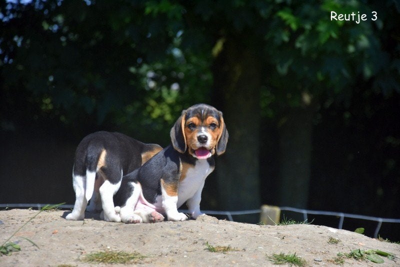 Prachtig Beagle pupje, Parvo, België, Beagle, 8 tot 15 weken