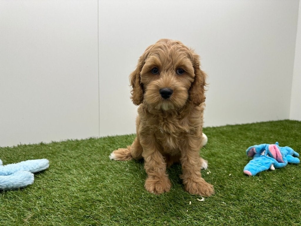 Cockapoo pups (F1), België, 8 tot 15 weken, Teef, Parvo
