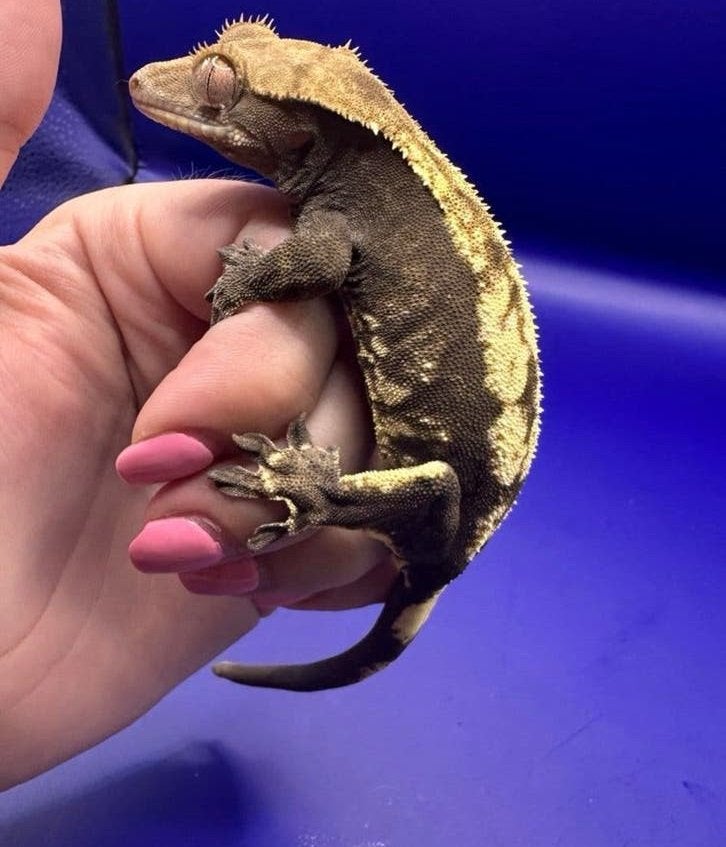 Wimpergecko vrouw cappucino, Overige soorten, 0 tot 2 jaar